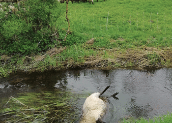 Po vilkų puotos pasijuto tarsi patekę į skerdyklą