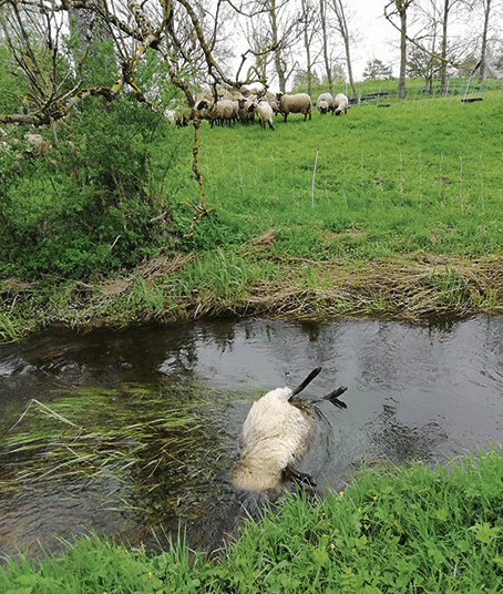 Po vilkų puotos pasijuto tarsi patekę į skerdyklą