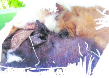 Konteineryje – nunerti kačiukų kailiai