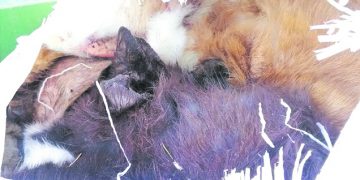 Konteineryje – nunerti kačiukų kailiai