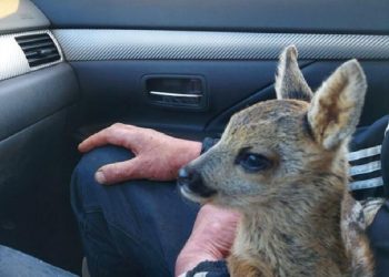 Prašo neimti į namus laukinių gyvūnų