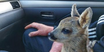 Prašo neimti į namus laukinių gyvūnų