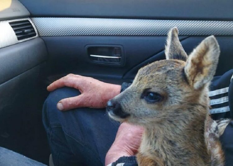 Prašo neimti į namus laukinių gyvūnų