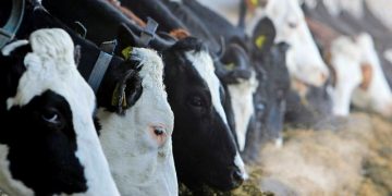 Nacionalinė parama pieno gamintojams – jau netrukus