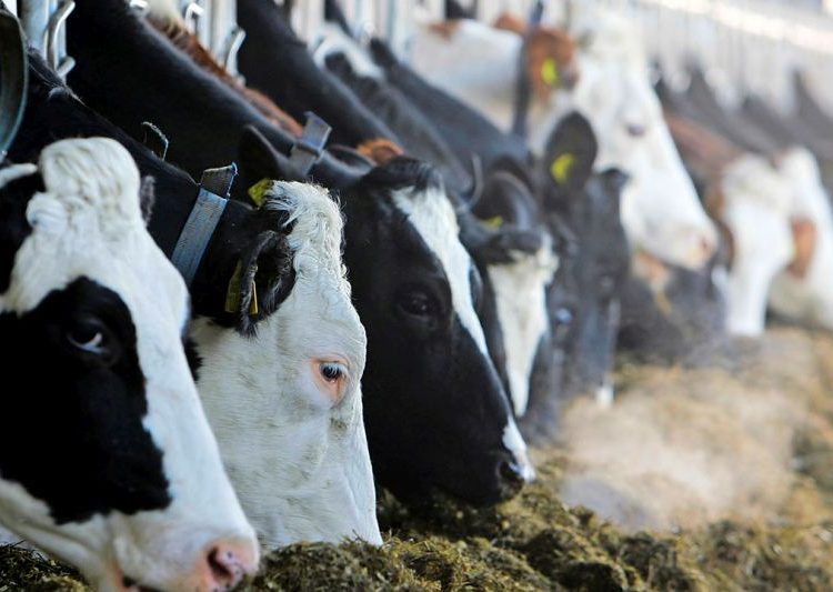 Nacionalinė parama pieno gamintojams – jau netrukus