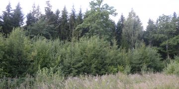 Jaunuolynai gali virsti pelningais miškais