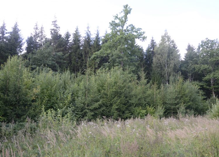 Jaunuolynai gali virsti pelningais miškais