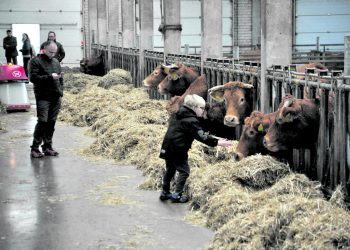 Meilūnuose vyko veislinių galvijų paroda