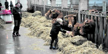 Meilūnuose vyko veislinių galvijų paroda