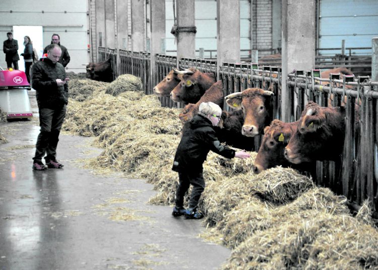 Meilūnuose vyko veislinių galvijų paroda