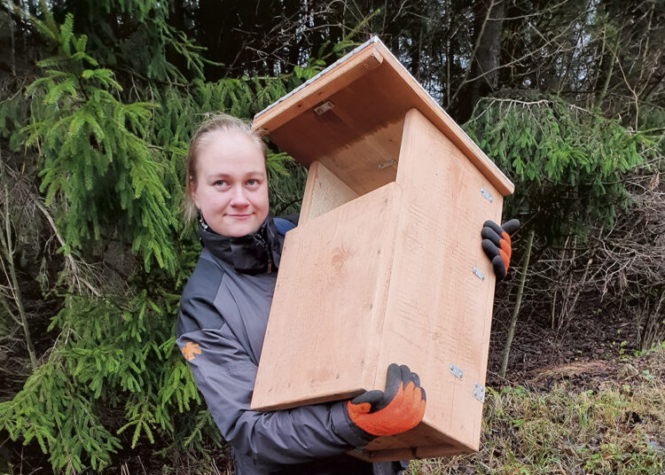 Biržų girioje iškelti inkilai pelėdoms