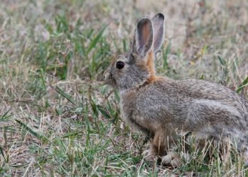 Prasidėjo kiškių medžioklės sezonas