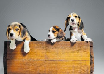 Ar laimingi ir saugūs mažieji broliai