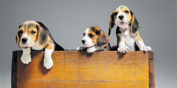 Ar laimingi ir saugūs mažieji broliai