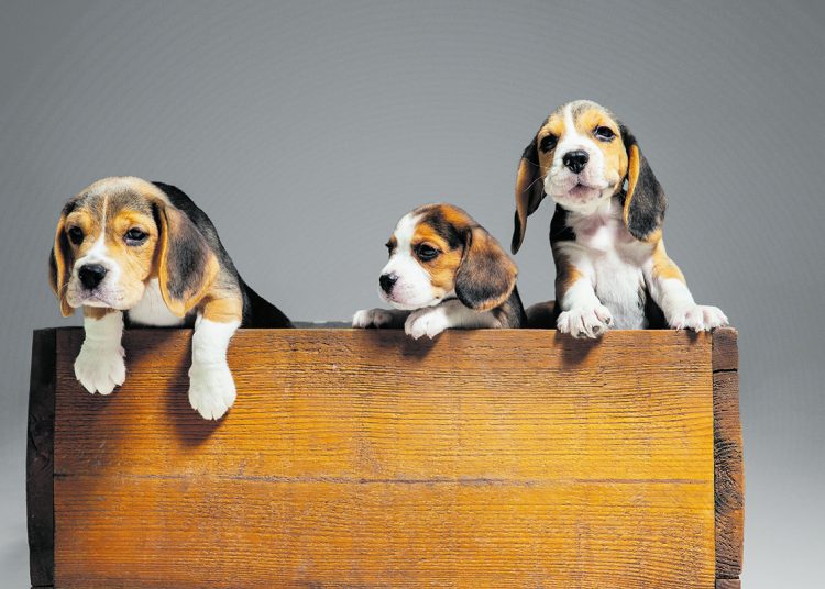 Ar laimingi ir saugūs mažieji broliai