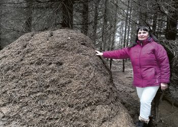 Mišką užplūdo skruzdėlyną filmavusios televizijos