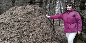 Mišką užplūdo skruzdėlyną filmavusios televizijos