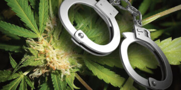 Biržų negyvenamuose namuose auginamos kanapės?