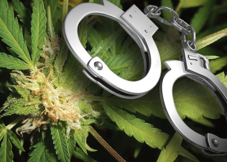 Biržų negyvenamuose namuose auginamos kanapės?