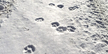 Vilkų sumedžioti nepavyko