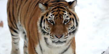 Lietuvos zoologijos sodo tigrės prognozės 2022 metams