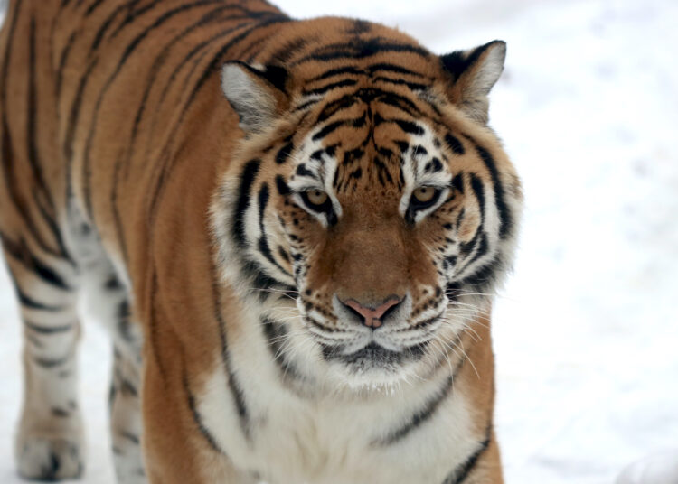 Lietuvos zoologijos sodo tigrės prognozės 2022 metams