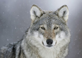 Kučgalio apylinkėse sumedžiotas pirmasis vilkas šį sezoną