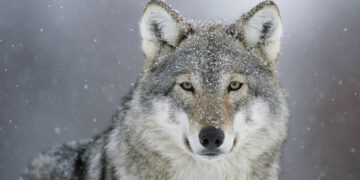 Kučgalio apylinkėse sumedžiotas pirmasis vilkas šį sezoną