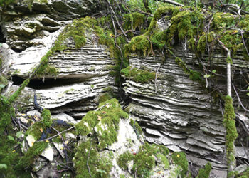 Unikalus gamtos polaidis