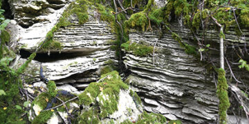 Unikalus gamtos polaidis