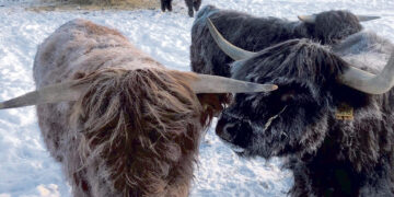 Galvijai, kurių mėgstamiausias metų laikas – žiema