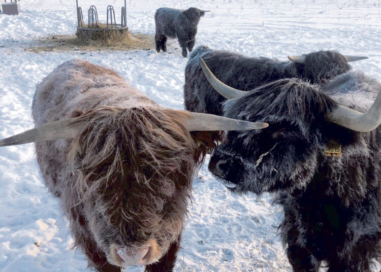 Galvijai, kurių mėgstamiausias metų laikas – žiema