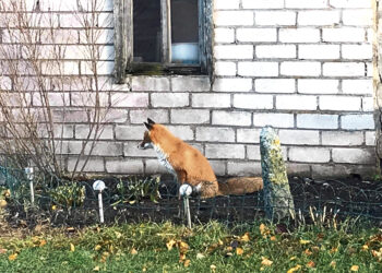 Susidraugavo su lape