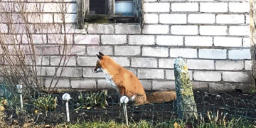 Susidraugavo su lape