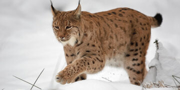 Biržų rajone daugėja lūšių