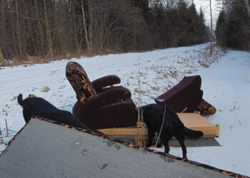 Dovanotus baldus išmetė miške