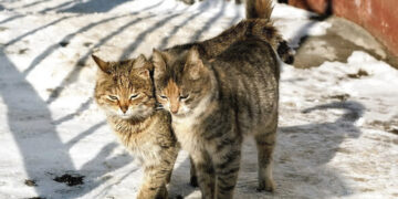 Nausėdiškis ir jo katinai išvyko į skirtingus globos namus