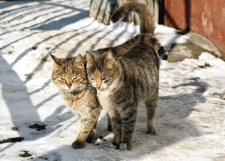 Nausėdiškis ir jo katinai išvyko į skirtingus globos namus