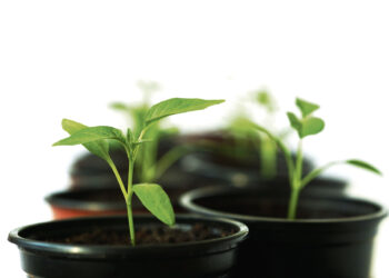 Gėlininkystės ūkyje įžvelgiamas ankstyvas pavasaris