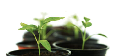 Gėlininkystės ūkyje įžvelgiamas ankstyvas pavasaris