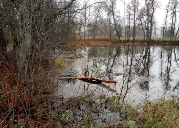 Reguliuoja bebrų populiaciją urbanizuotose teritorijose