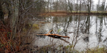Reguliuoja bebrų populiaciją urbanizuotose teritorijose