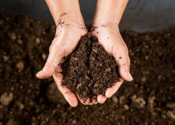 Kada bus kasamos durpės Likėnų reabilitacinės ligoninės pacientams gydyti?