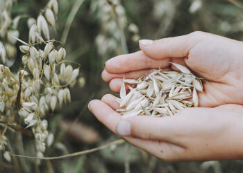 Ar brangstant trąšoms padaugės ekologinių ūkių?