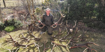 Elnių ragų ieškojimas varžosi su medžioklės pomėgiu