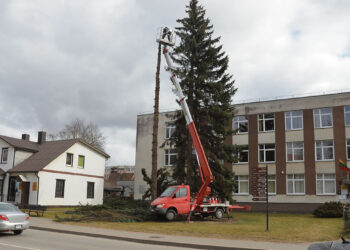 Sistemą pergyvenę medžiai nupjauti