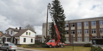 Sistemą pergyvenę medžiai nupjauti