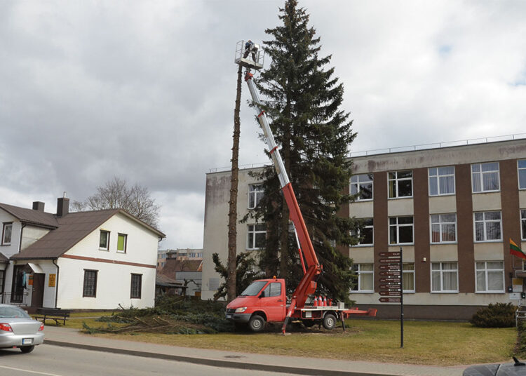 Sistemą pergyvenę medžiai nupjauti