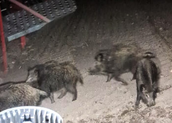 Vos pasėtus pasėlius knisa šernai