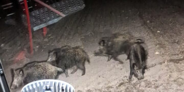 Vos pasėtus pasėlius knisa šernai